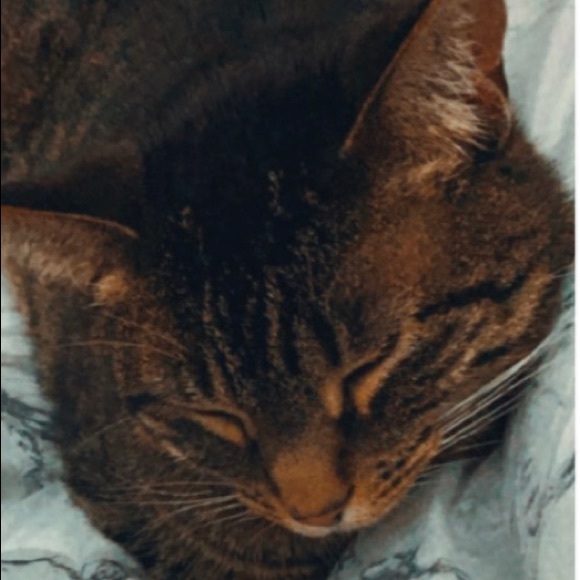 Meet your Posher, Audrey - Picture 1 of 1